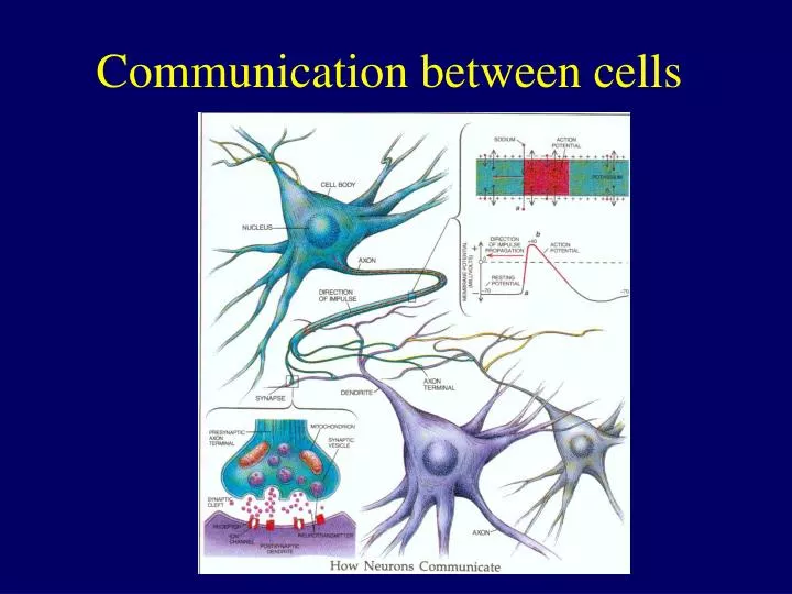 communication between cells