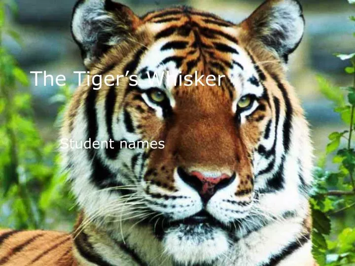 the tiger s whisker