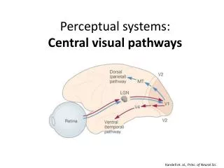 Perceptual systems: Central visual pathways