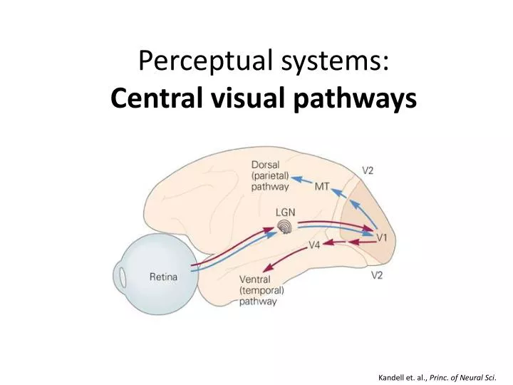 perceptual systems central visual pathways