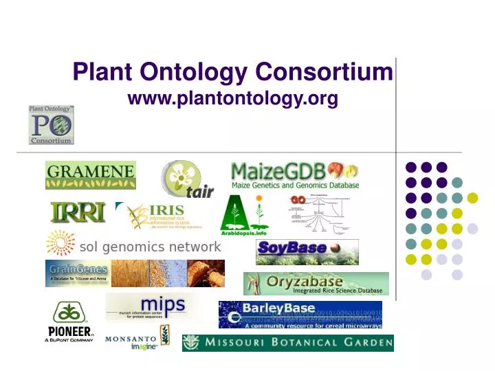 plant ontology consortium www plantontology org