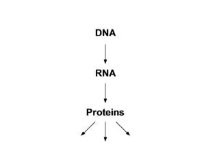 The RNA World Hypothesis