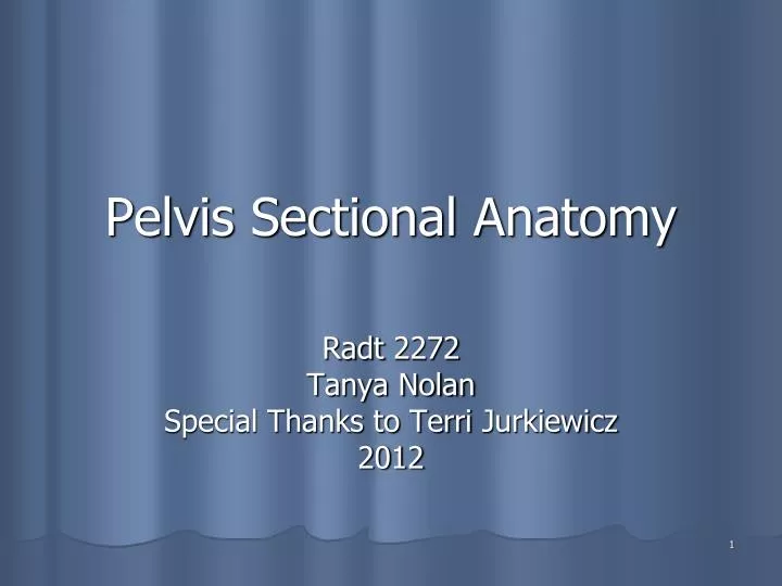 pelvis sectional anatomy