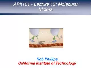 APh161 - Lecture 13: Molecular Motors