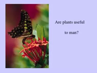 Are plants useful 	to man?