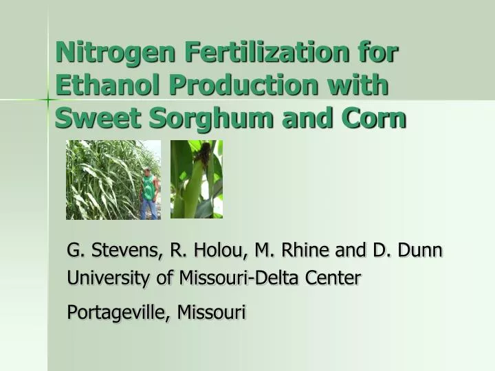 nitrogen fertilization for ethanol production with sweet sorghum and corn