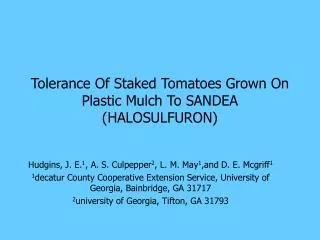 Tolerance Of Staked Tomatoes Grown On Plastic Mulch To SANDEA (HALOSULFURON)