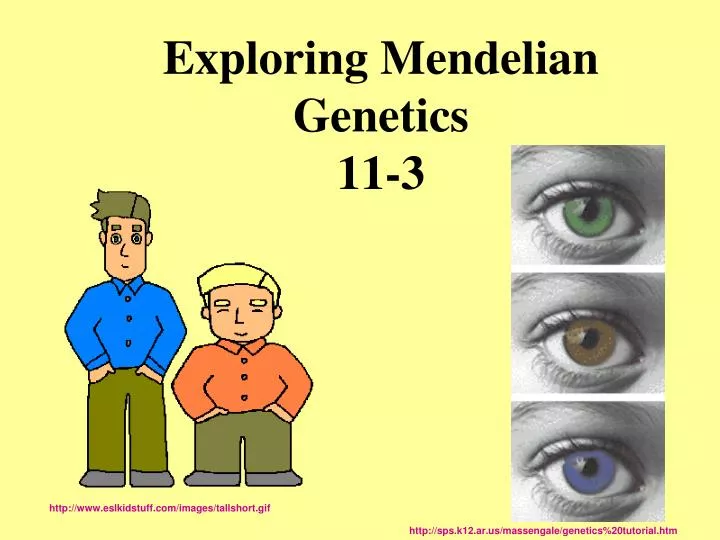 exploring mendelian genetics 11 3