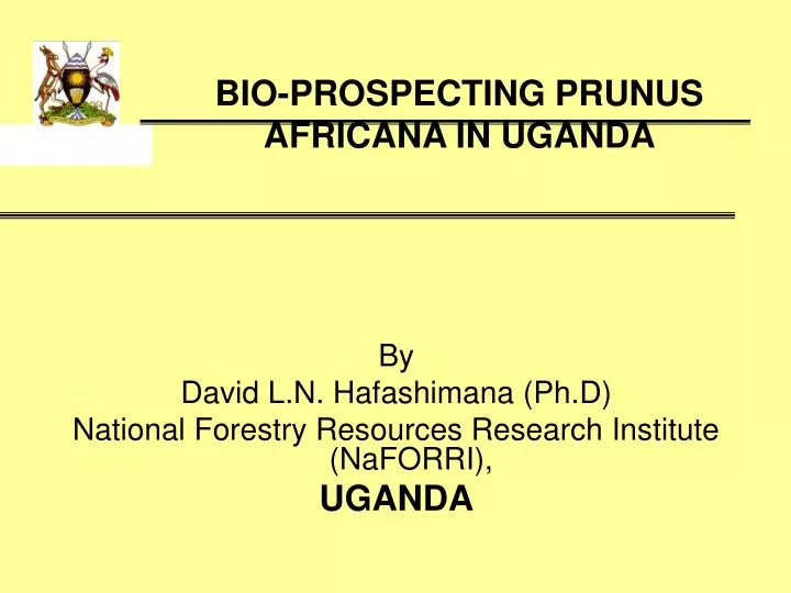 bio prospecting prunus africana in uganda