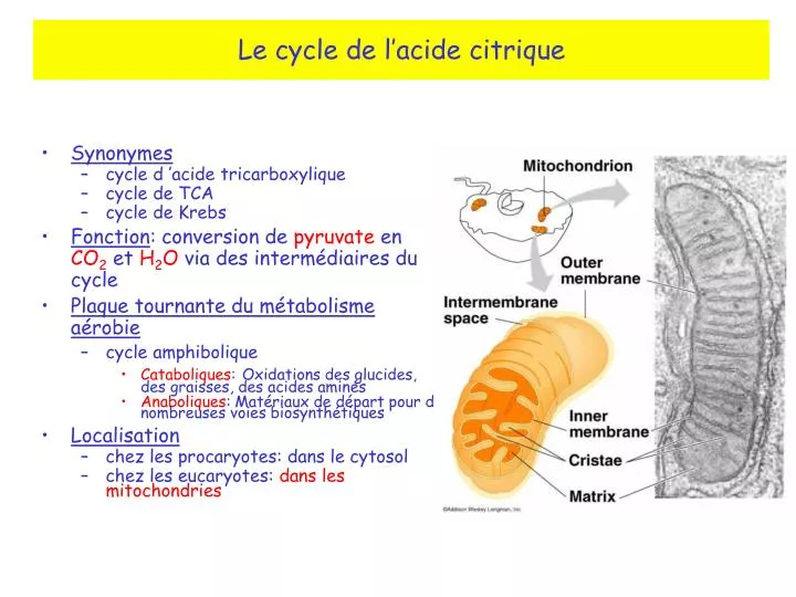 le cycle de l acide citrique