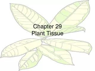 Chapter 29 Plant Tissue