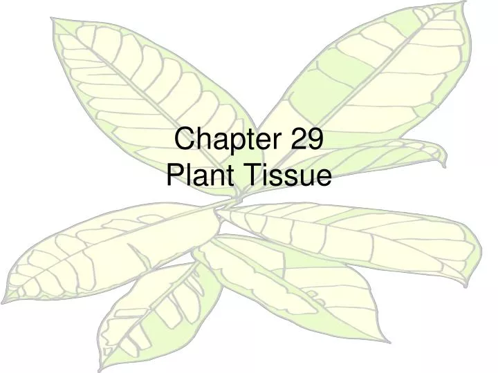 chapter 29 plant tissue