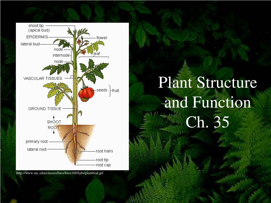 PPT - Plant Structure and Function Ch. 35 PowerPoint Presentation, free ...