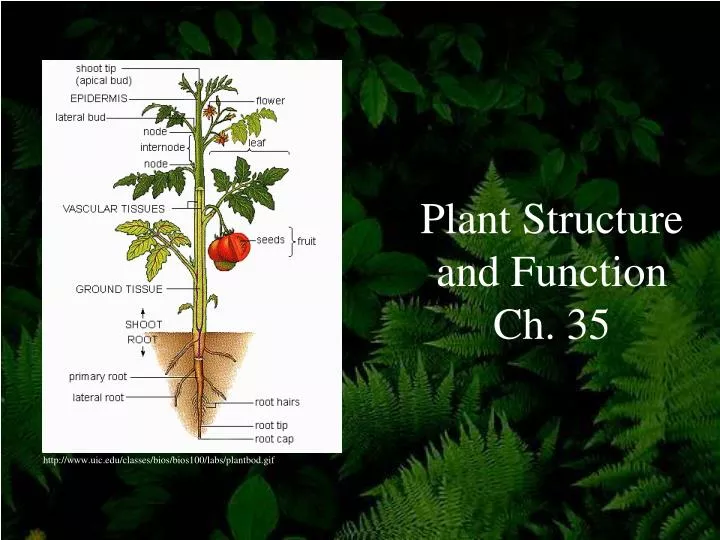 plant structure and function ch 35