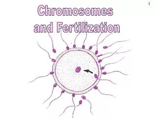 Chromosomes and Fertilization