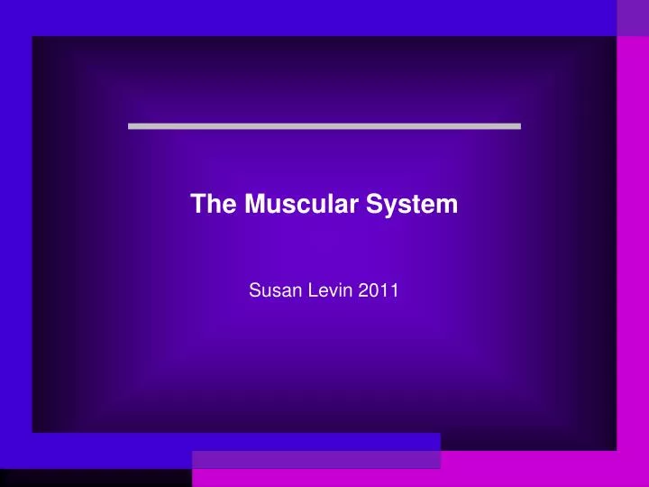 the muscular system