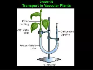 Chapter 36 Transport in Vascular Plants