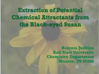 Extraction of Potential Chemical Attractants from the Black-eyed Susan