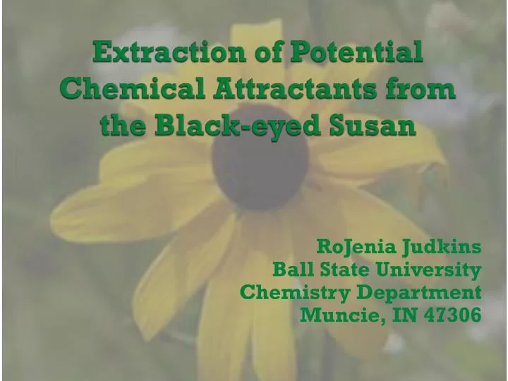 extraction of potential chemical attractants from the black eyed susan