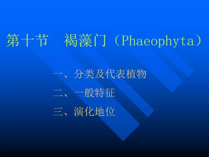 phaeophyta