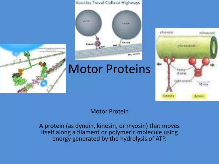 motor proteins