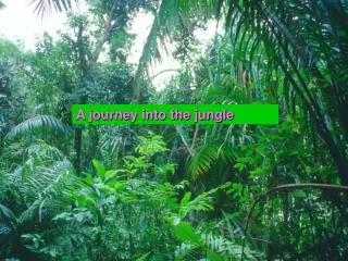 A journey into the jungle