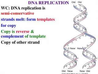 DNA REPLICATION WC: DNA replication is semi-conservative strands melt: form templates for copy