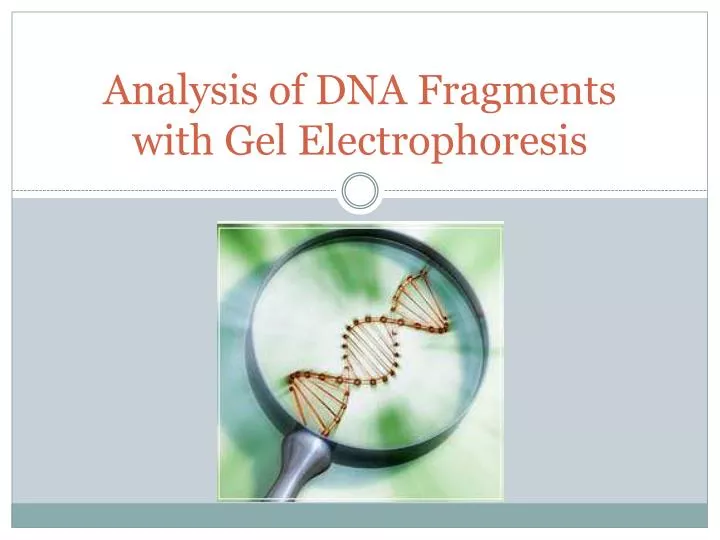 analysis of dna fragments with gel electrophoresis