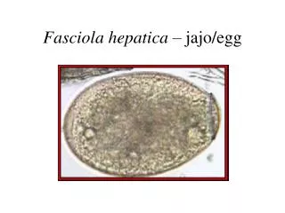 fasciola hepatica jajo egg