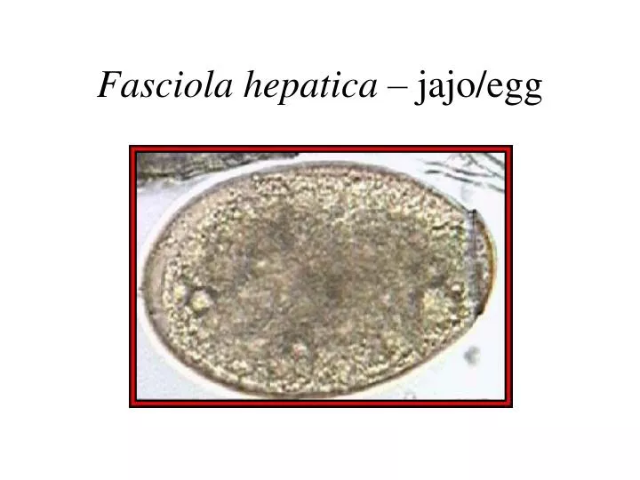 fasciola hepatica jajo egg