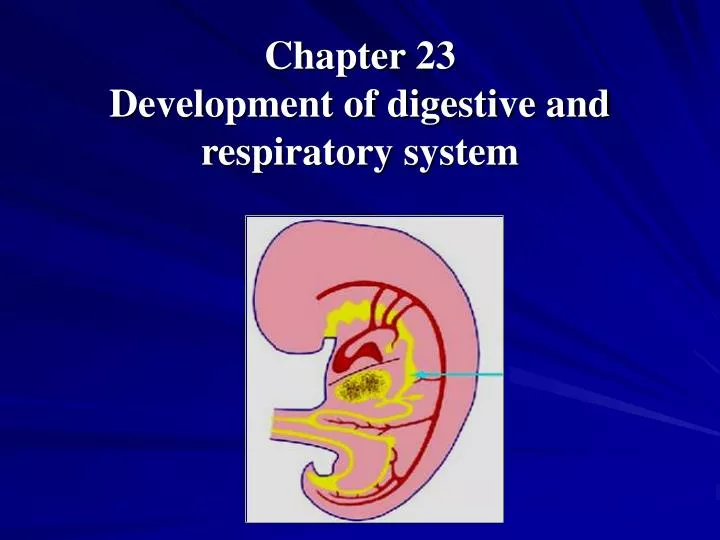 chapter 23 development of digestive and respiratory system