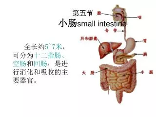 small intestine