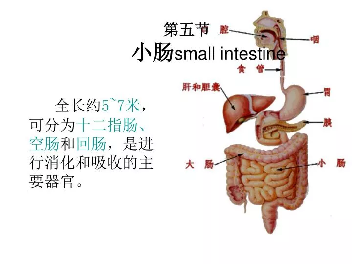 small intestine