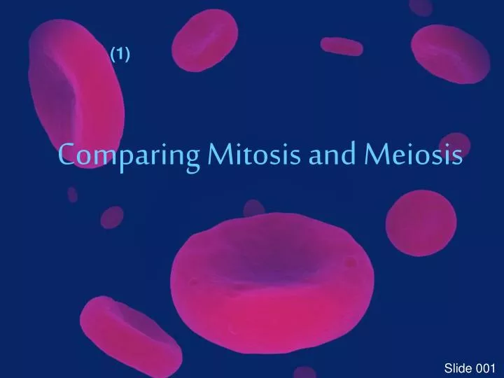 comparing mitosis and meiosis