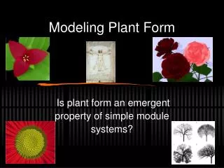 Modeling Plant Form