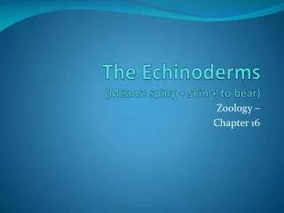 The Echinoderms (Means: spiny + skin + to bear)