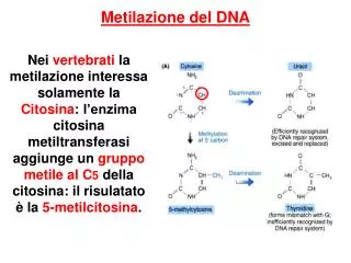 metilazione del dna