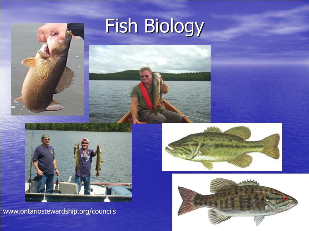 PPT - Fish Biology PowerPoint Presentation, free download - ID:5586751