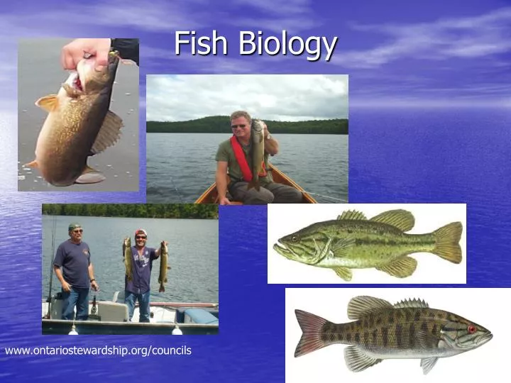 fish biology