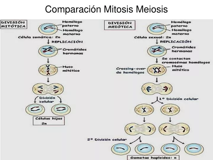 comparaci n mitosis meiosis