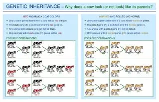 HORNED AND POLLED (NO HORNS) Only 2 horn genes determine if a cow will be horned or polled .