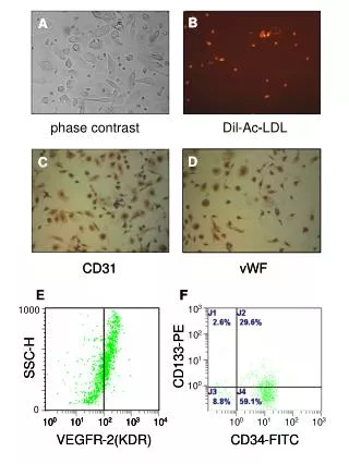 CD31