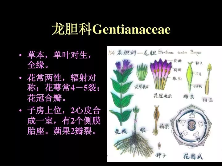 gentianaceae