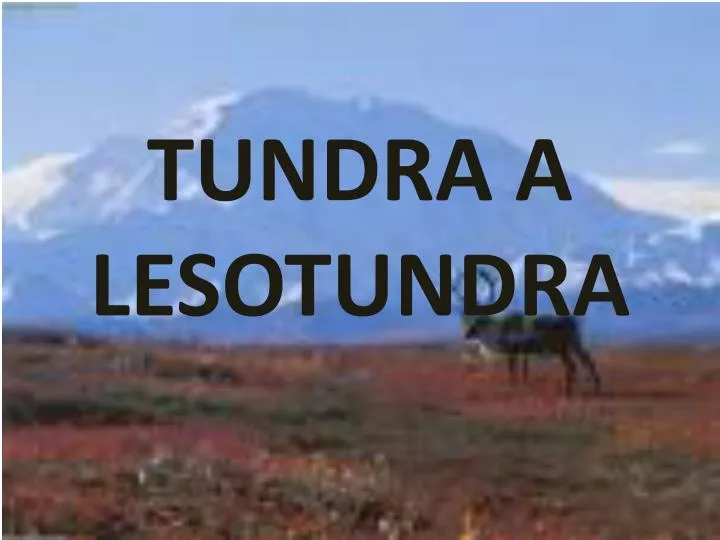 tundra a lesotundra