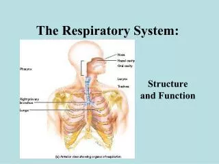 The Respiratory System:
