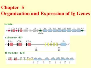 Chapter 5 Organization and Expression of Ig Genes