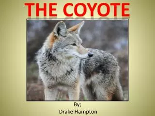 The coyote