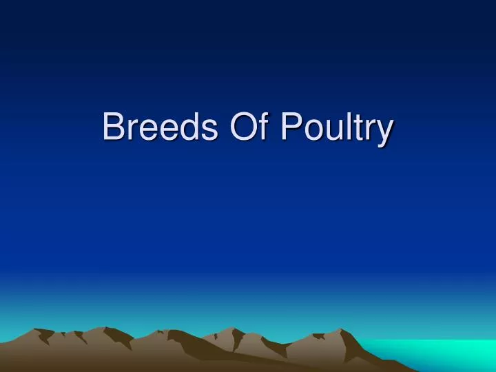 breeds of poultry