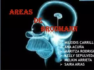 areas de brodmann