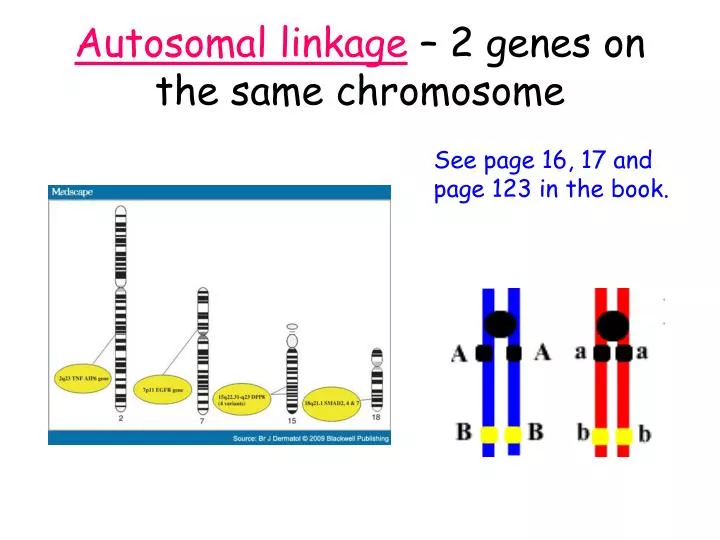 autosomal linkage 2 genes on the same chromosome